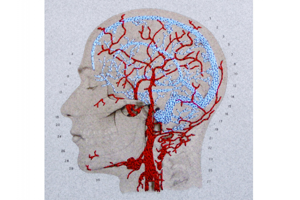 Brain Anatomy Journal by Fabulous Cat Papers