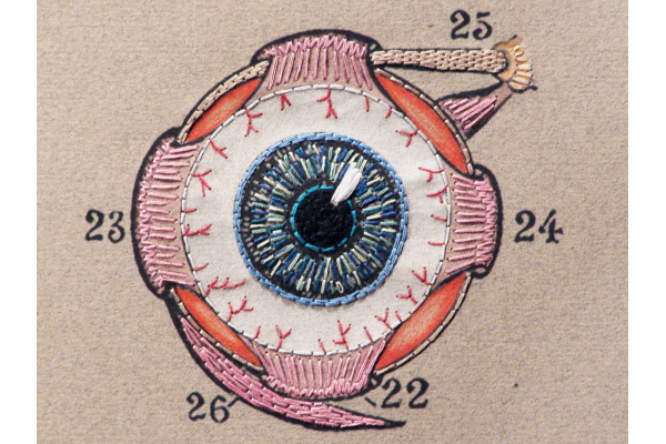 Eye Anatomy. Paper Embroidery by Fabulous Cat Papers