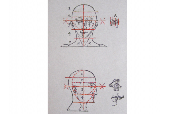 Proportions and Measures of the Head by Fabulous Cat Papers