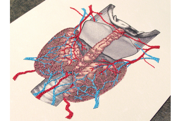 Thyroid Gland Anatomy by Fabulous Cat Papers