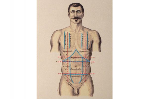 Regions of the Torso of the Human Male by Fabulous Cat Papers