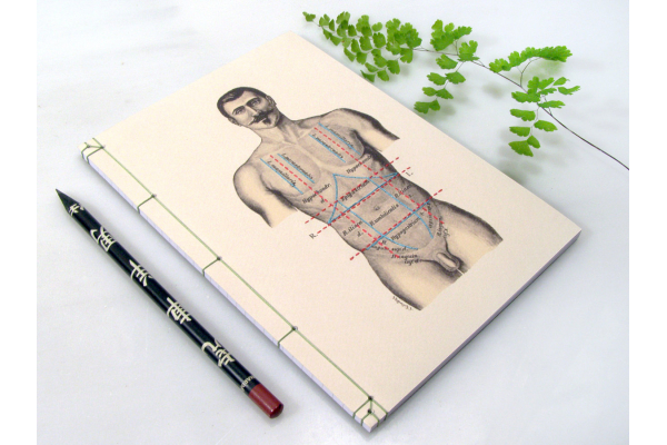 Regions of the Torso of the Human Male by Fabulous Cat Papers