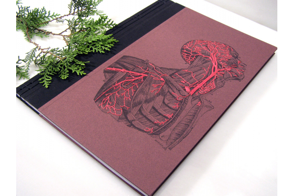 Anatomy Book. Torso and Head by Fabulous Cat Papers