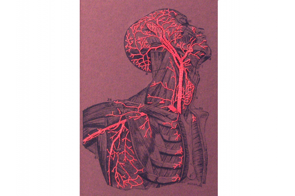 Anatomy Book. Torso and Head by Fabulous Cat Papers