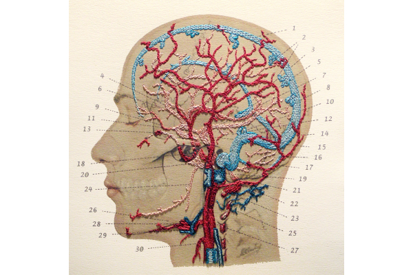 Veins and Arteries of the Head by Fabulous Cat Papers