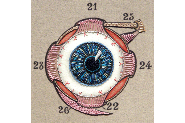 Eye Anatomy Journal by Fabulous Cat Papers