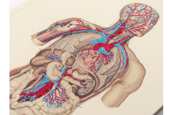 Circulatory System of the Human Body by Fabulous Cat Papers