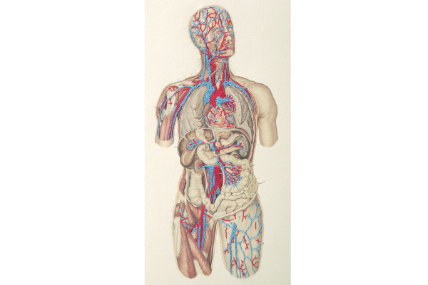 Circulatory System of the Human Body by Fabulous Cat Papers