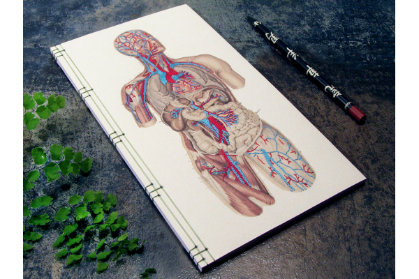 Circulatory System of the Human Body by Fabulous Cat Papers