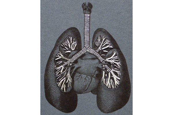 Lungs Anatomy Book by Fabulous Cat Papers