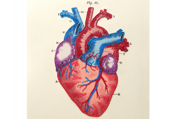 Heart Anatomy Journal by Fabulous Cat Papers