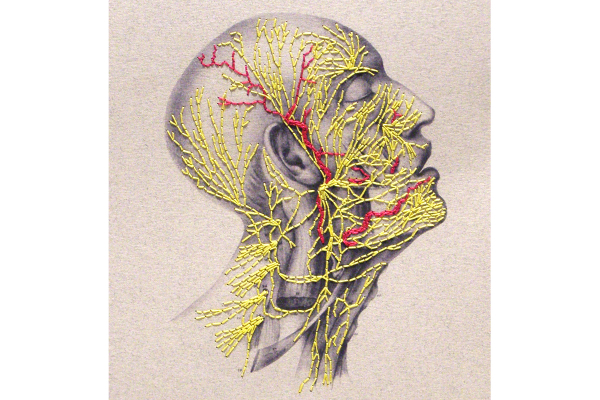 Nervous System of the Head by Fabulous Cat Papers