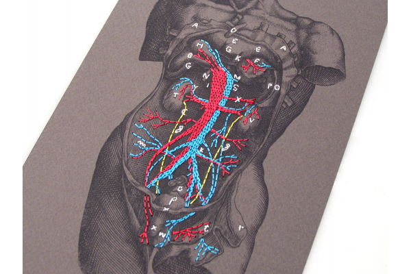 Dissection of a Male Torso. Paper Embroidery by Fabulous Cat Papers