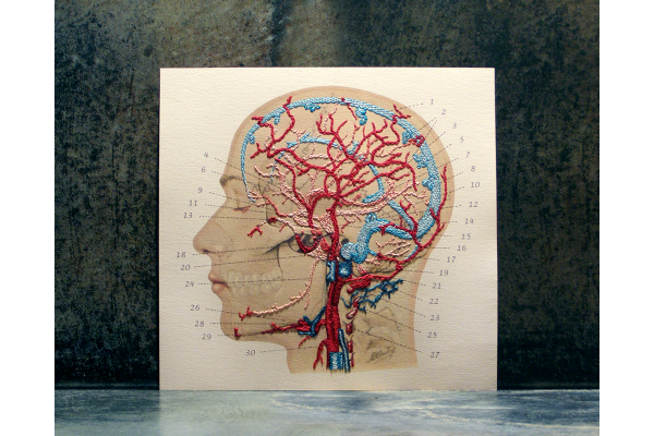 Veins and Arteries of the Head by Fabulous Cat Papers
