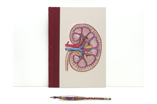 Kidney Anatomy Book by Fabulous Cat Papers