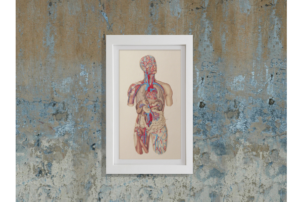Circulatory System of the Human Body. Embroidered Anatomy by Fabulous Cat Papers