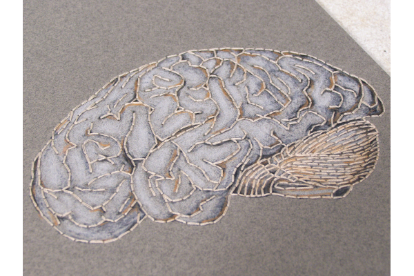 Brain Anatomy Journal by Fabulous Cat Papers