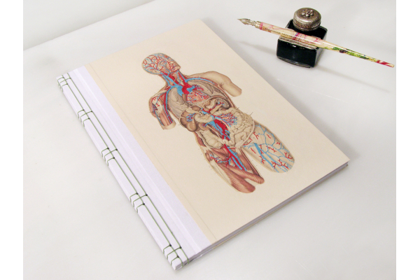 Circulatory System of the Human Body by Fabulous Cat Papers