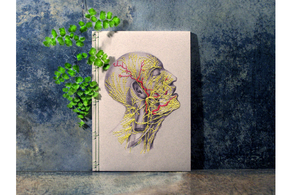 Nervous System of the Head by Fabulous Cat Papers