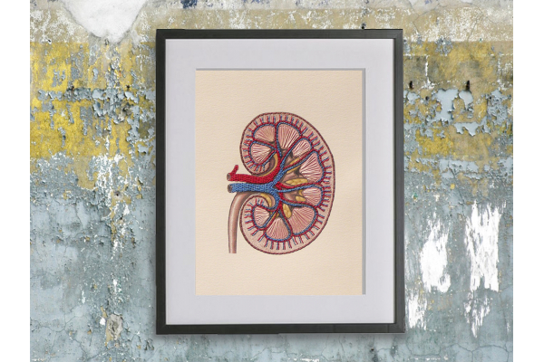 Kidney Anatomy. Paper Embroidery by Fabulous Cat Papers