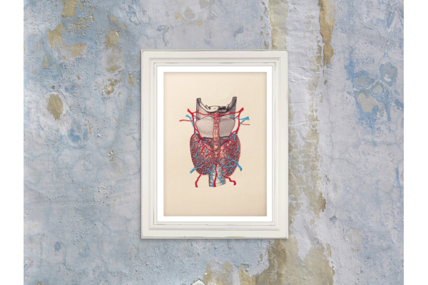 Thyroid Gland Anatomy by Fabulous Cat Papers