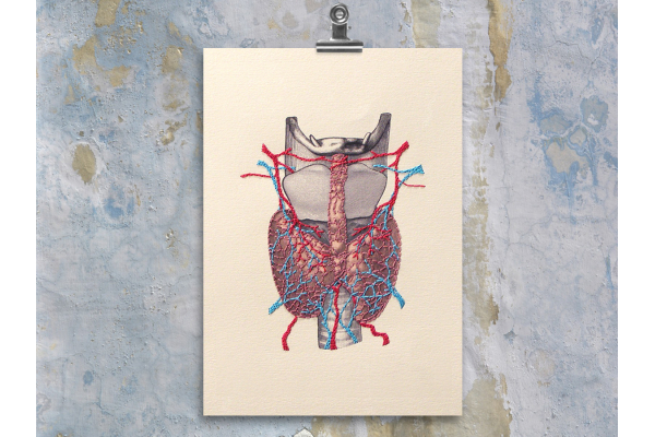 Thyroid Gland Anatomy by Fabulous Cat Papers