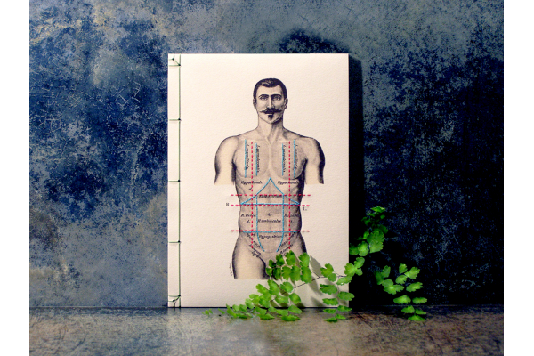 Regions of the Torso of the Human Male by Fabulous Cat Papers