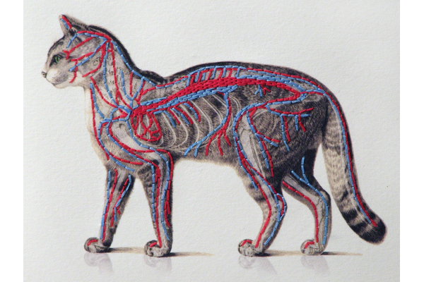Cat Anatomy Journal by Fabulous Cat Papers