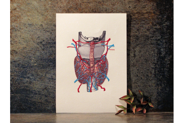 Thyroid Gland Anatomy by Fabulous Cat Papers