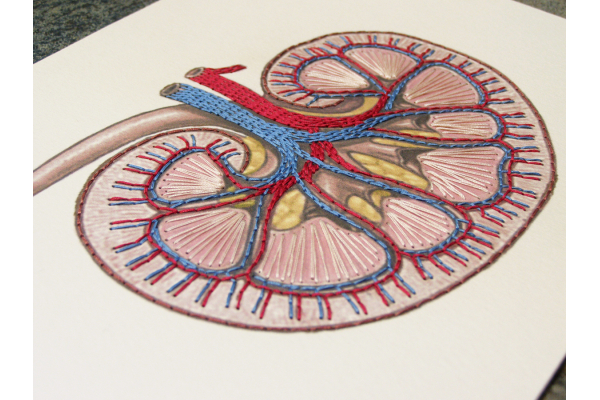 Kidney Anatomy. Paper Embroidery by Fabulous Cat Papers