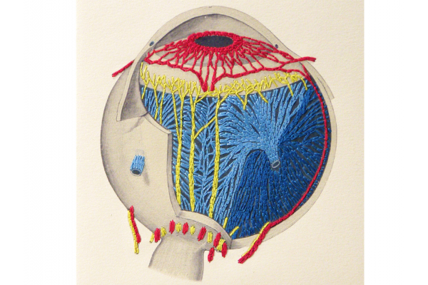 Anatomical Eye Journal by Fabulous Cat Papers