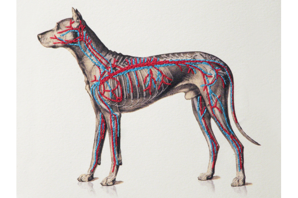 Dog Anatomy Journal by Fabulous Cat Papers