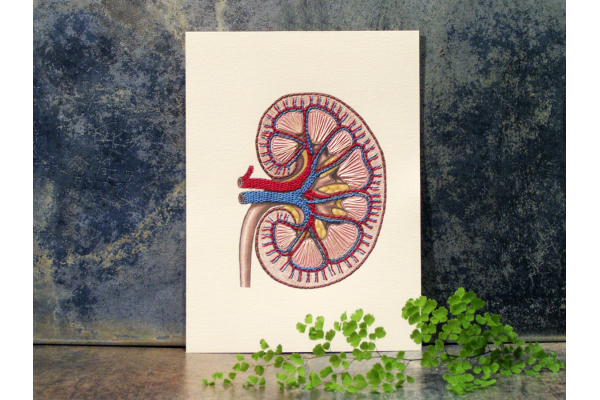 Kidney Anatomy. Paper Embroidery by Fabulous Cat Papers