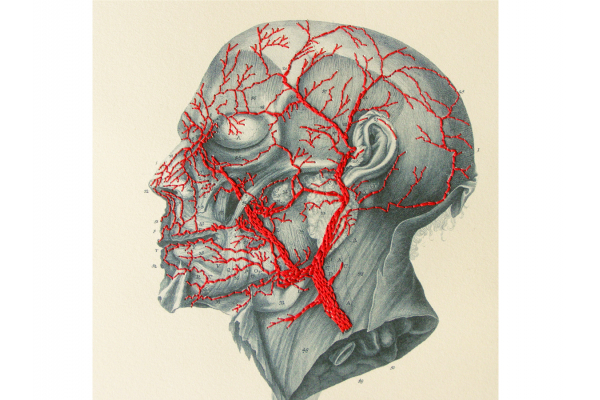 Blood Circulation of the Head by Fabulous Cat Papers