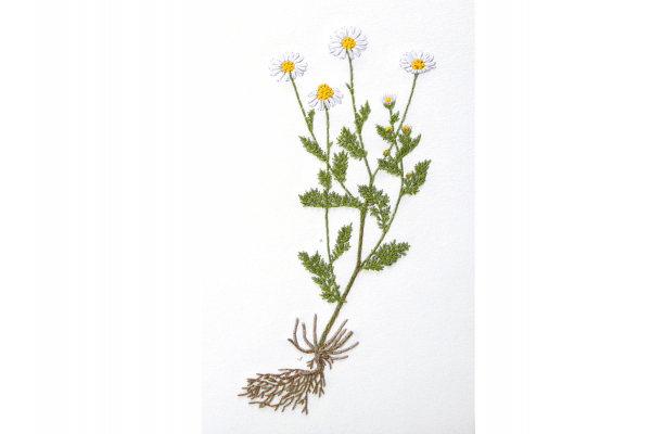 Chamomiles. Botanical Journal by Fabulous Cat Papers