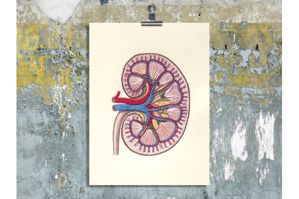 Kidney Anatomy. Paper Embroidery by Fabulous Cat Papers