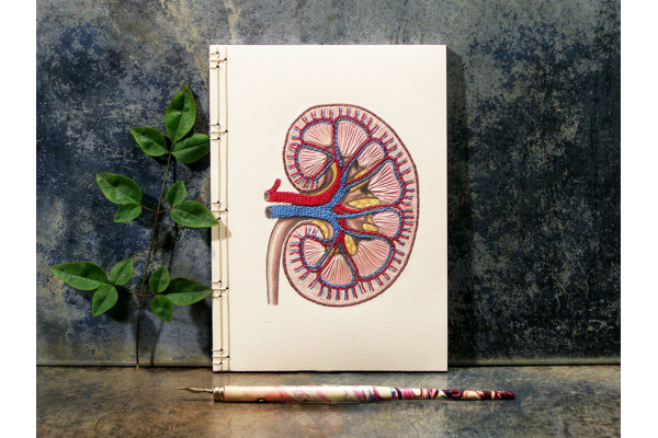 Kidney Anatomy Journal by Fabulous Cat Papers