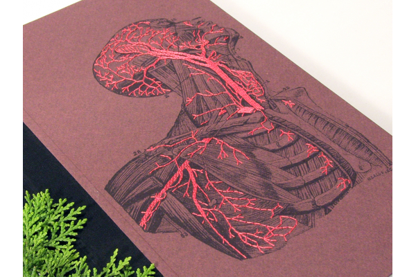 Anatomy Book. Torso and Head by Fabulous Cat Papers