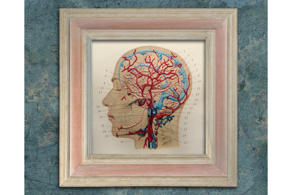 Veins and Arteries of the Head by Fabulous Cat Papers