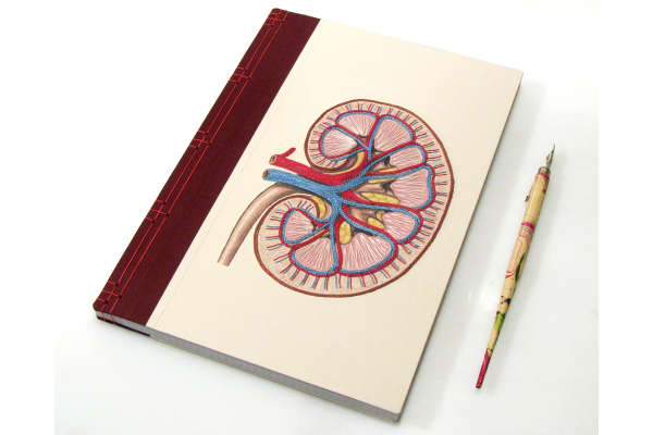 Kidney Anatomy Book by Fabulous Cat Papers