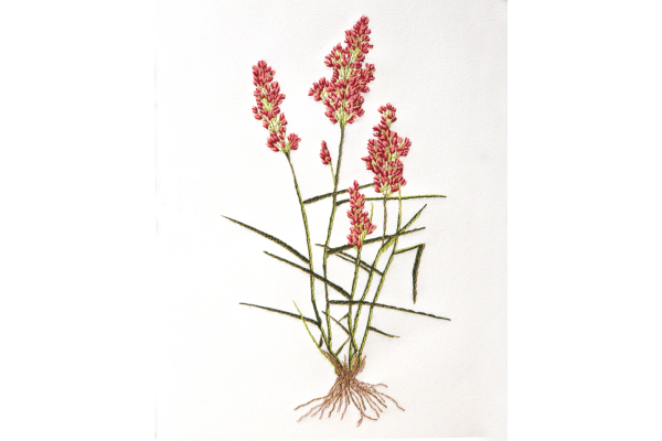 Natal Grass. Botanical Journal by Fabulous Cat Papers