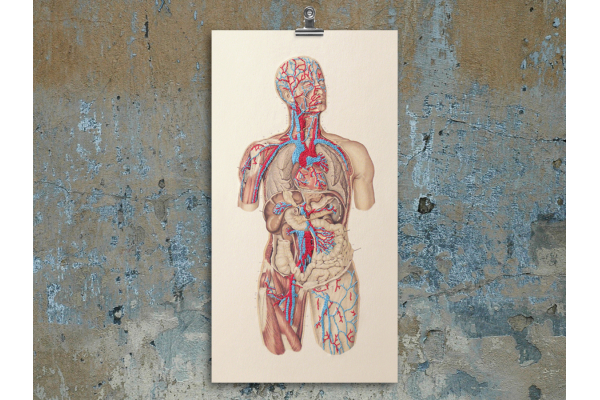 Circulatory System of the Human Body. Embroidered Anatomy by Fabulous Cat Papers
