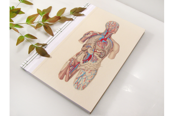 Circulatory System of the Human Body by Fabulous Cat Papers