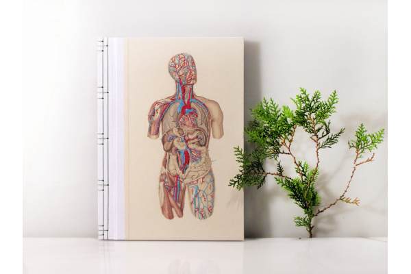 Circulatory System of the Human Body by Fabulous Cat Papers