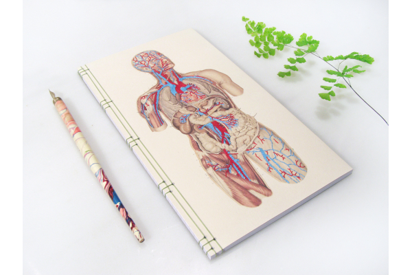 Circulatory System of the Human Body by Fabulous Cat Papers