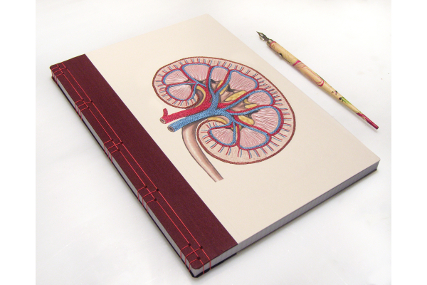 Kidney Anatomy Book by Fabulous Cat Papers
