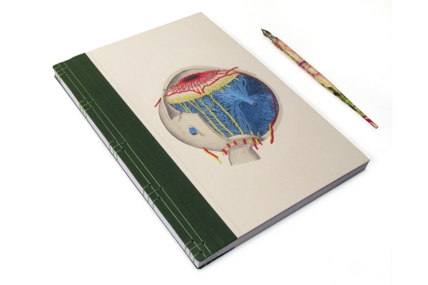 Eye Anatomy Book by Fabulous Cat Papers