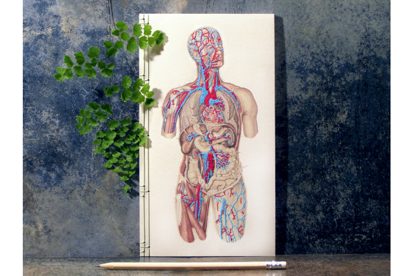 Circulatory System of the Human Body by Fabulous Cat Papers