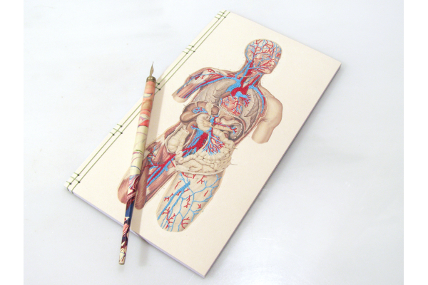Circulatory System of the Human Body by Fabulous Cat Papers