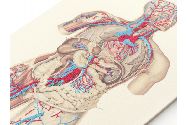 Circulatory System of the Human Body by Fabulous Cat Papers